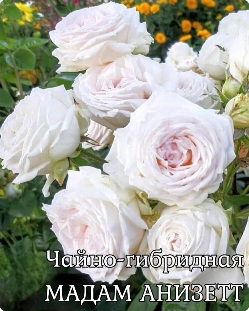 Роза чайно-гибридная Мадам Анизетт