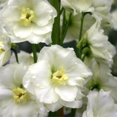 Дельфиниум Санглим