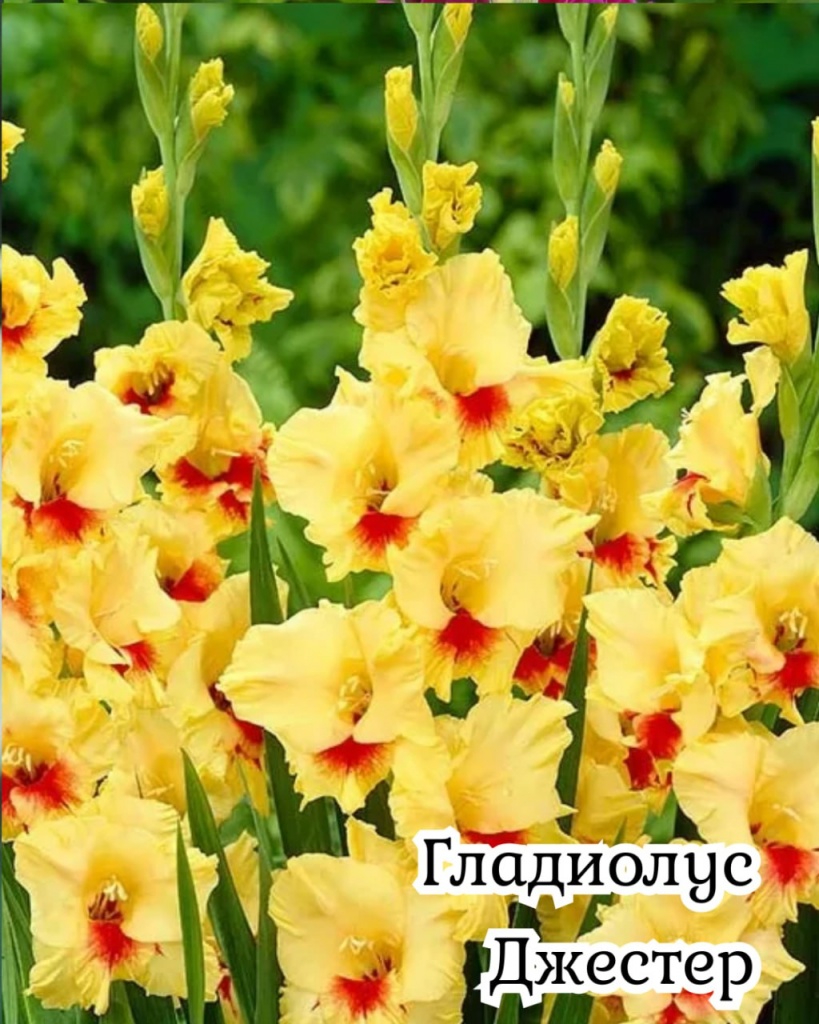 Гладиолус Джестер