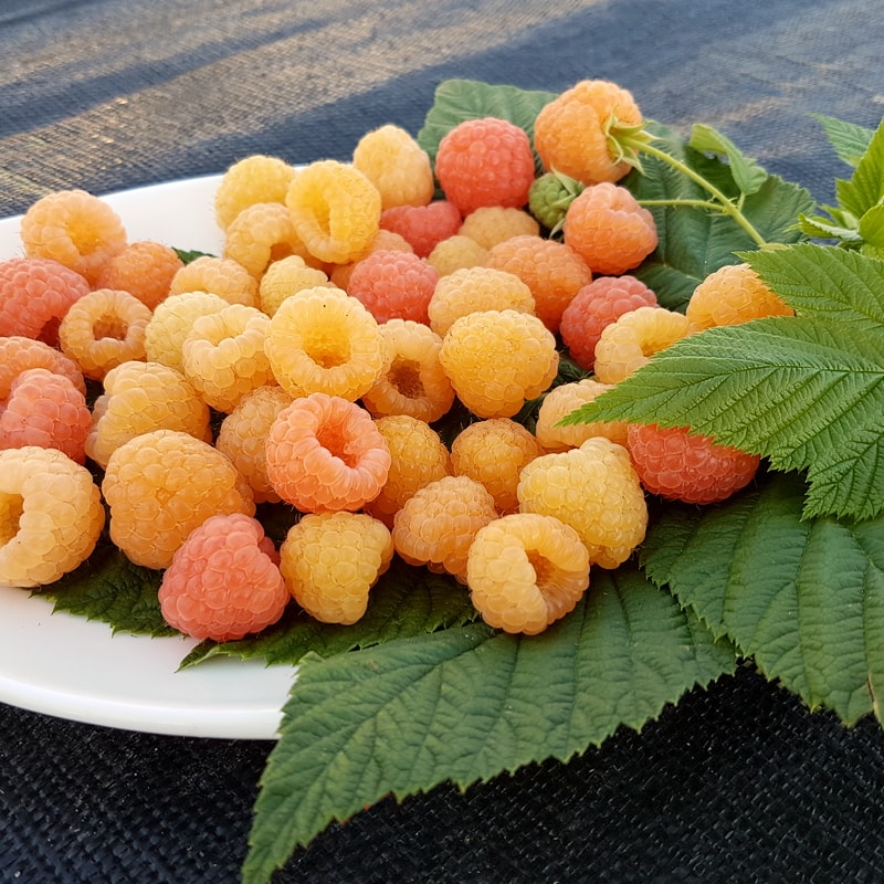 Желтая, ремонтантная малина Янтарь 