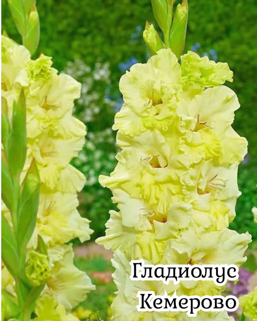 Гладиолус Кемерово