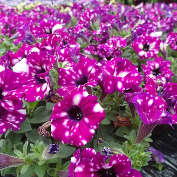 Потуния "Purple Sky"