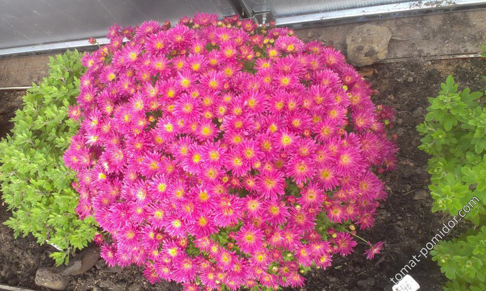 Хризантема Branroyal Pink (№68)