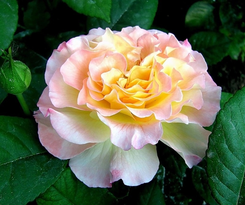 Роза чайно-гибридная  Акварель