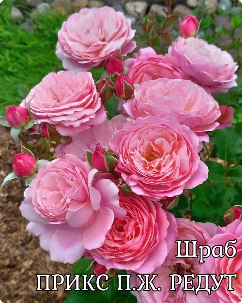 Роза шраб Прикс П.Ж.Редут