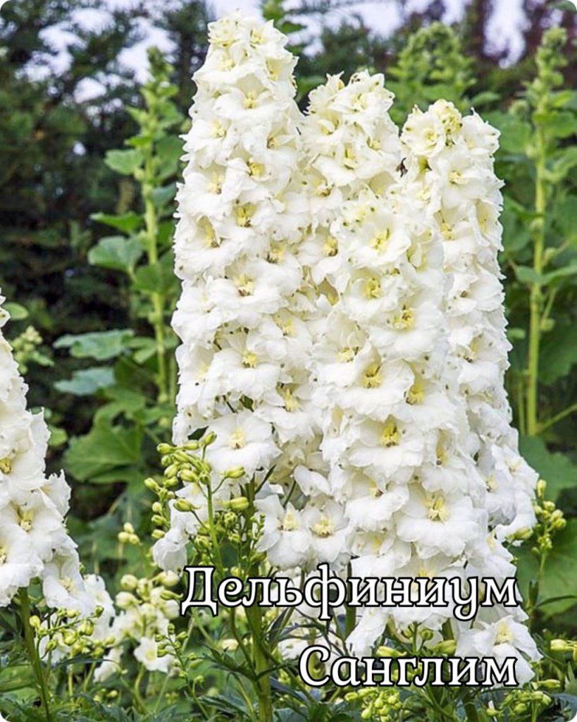 Дельфиниум Санглим
