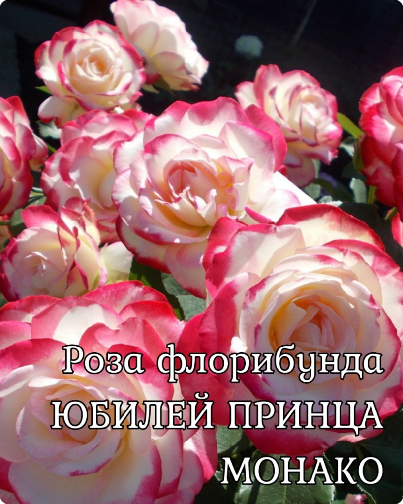 Роза флорибунда Юбилей Принца Монако