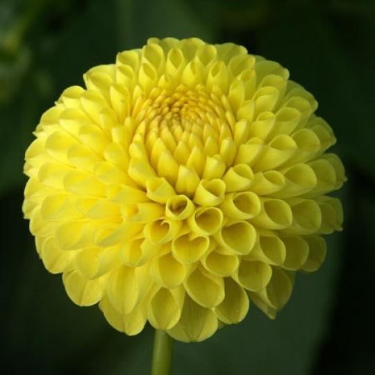 Георгина Голден Тач