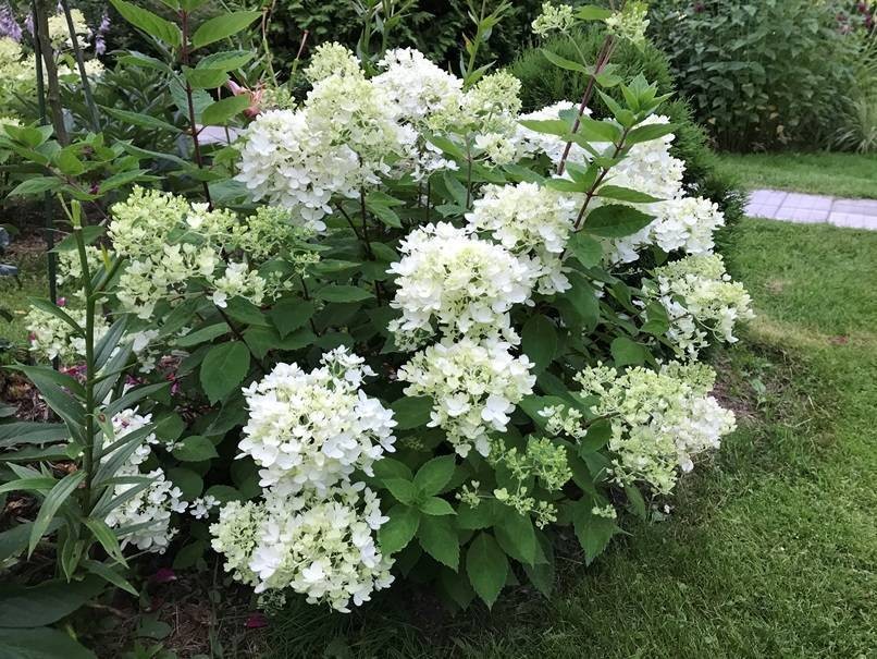 Гортензия метельчатая - Бомбшелл
