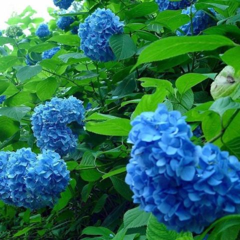 Гортензия крупнолистная Мини Пенни