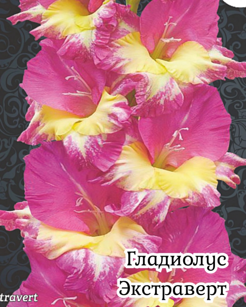 Гладиолус Экстраверт