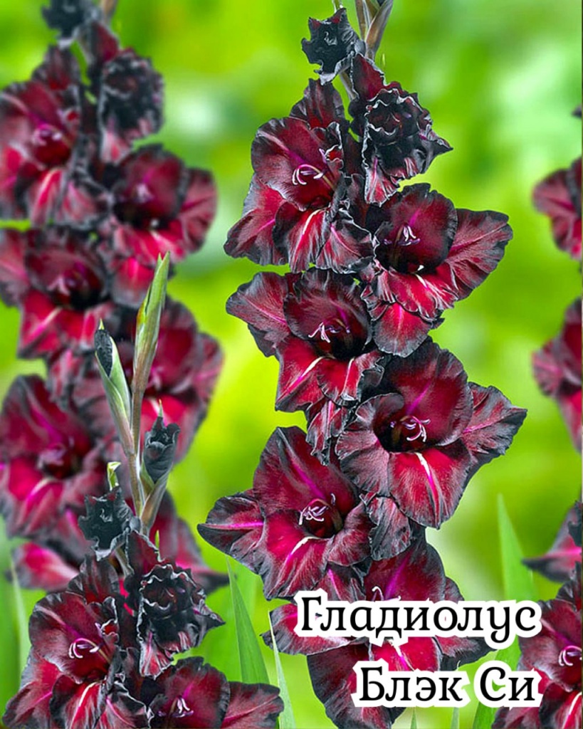 Гладиолус Блэк Си