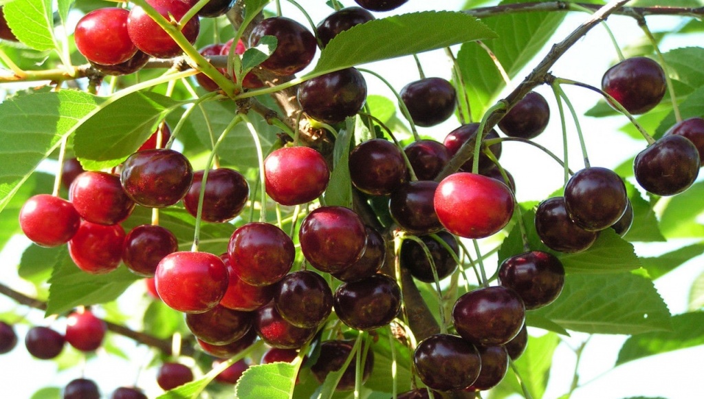 Саженцы вишни «Ровесница»