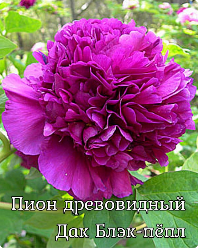 Пион древовидный (привитый на пион травянистый) Дак Блэк-Пёпл