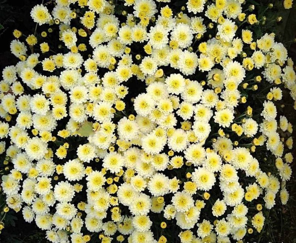 Хризантема Branarktis White (№43)