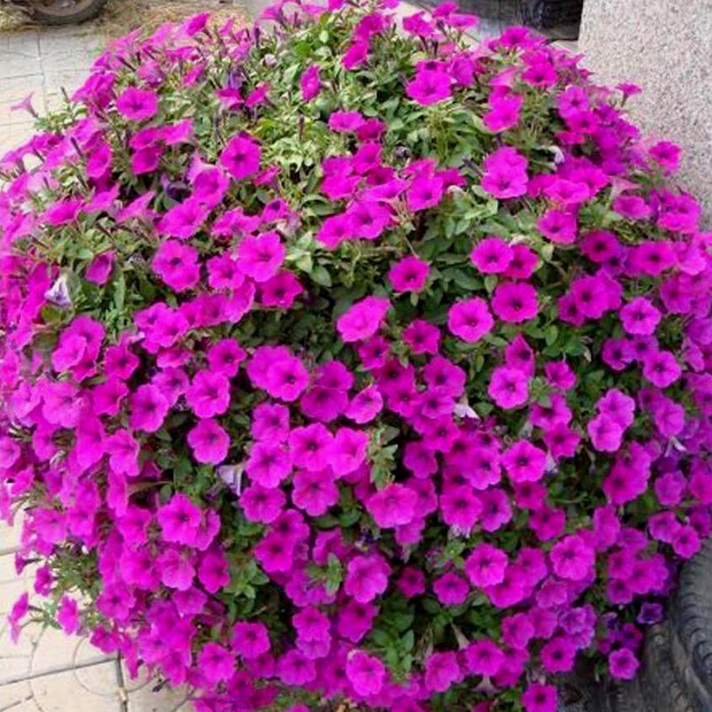 Петуния Тайдал Вейв Парпл