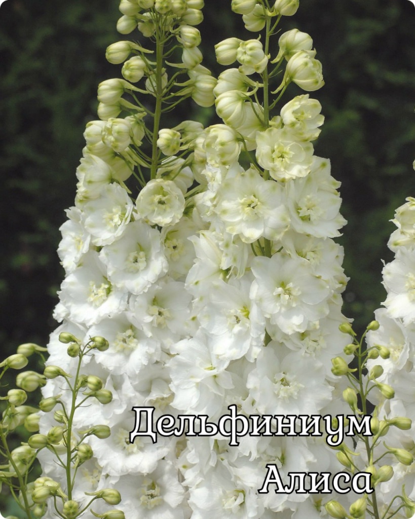 Дельфиниум Алиса