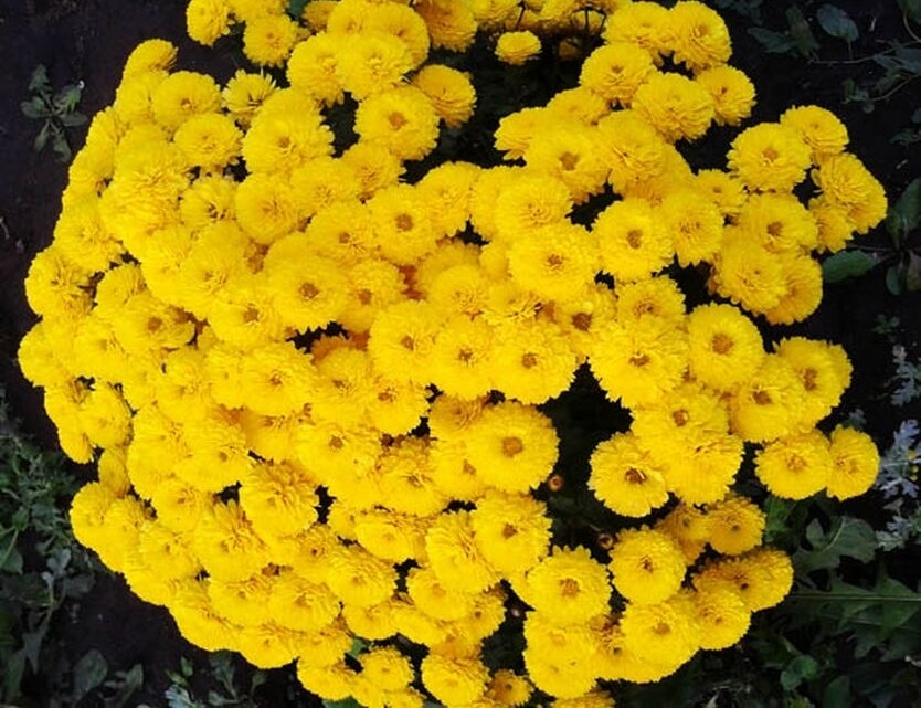 Хризантема Gigi Yellow (№37)