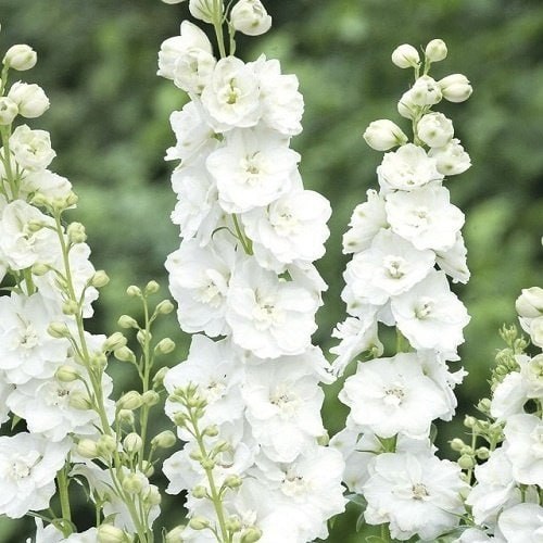 Дельфиниум Алиса