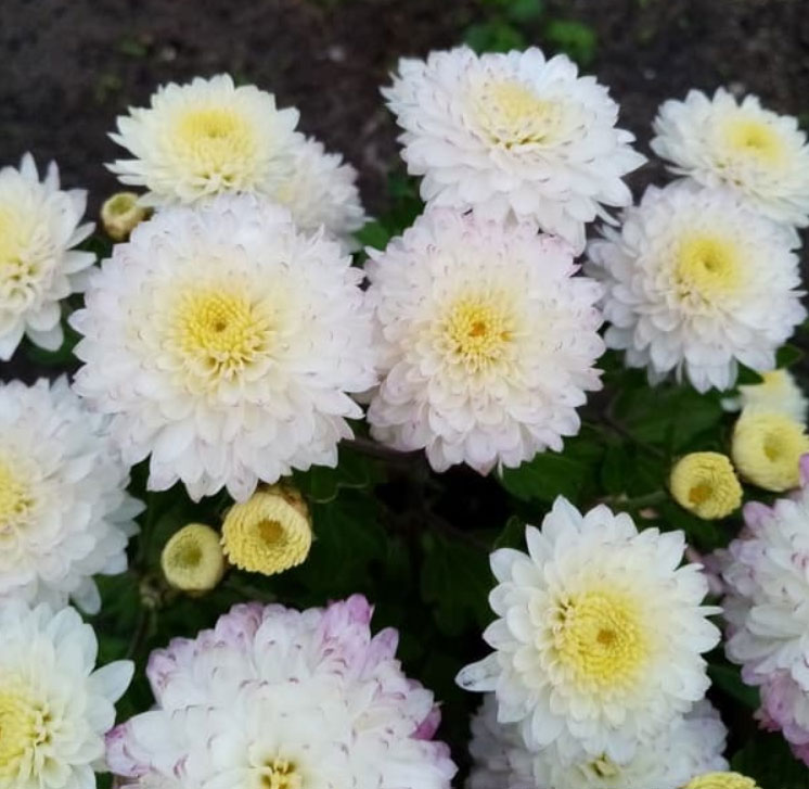 Хризантема Daybreak Pure White (47)