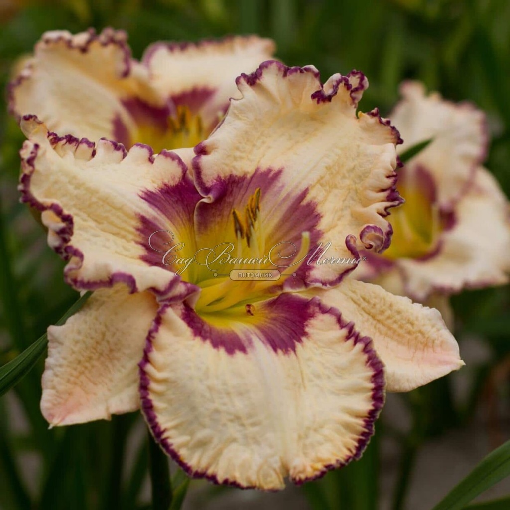 Лилейник Антик Линен