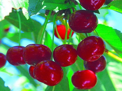 Саженцы вишни «Живица»