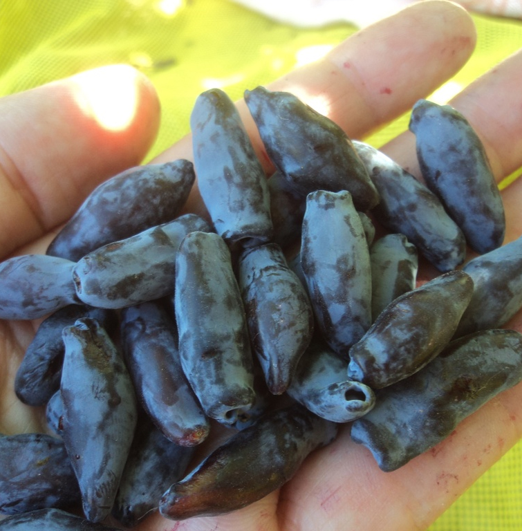 Жимолость Лавина