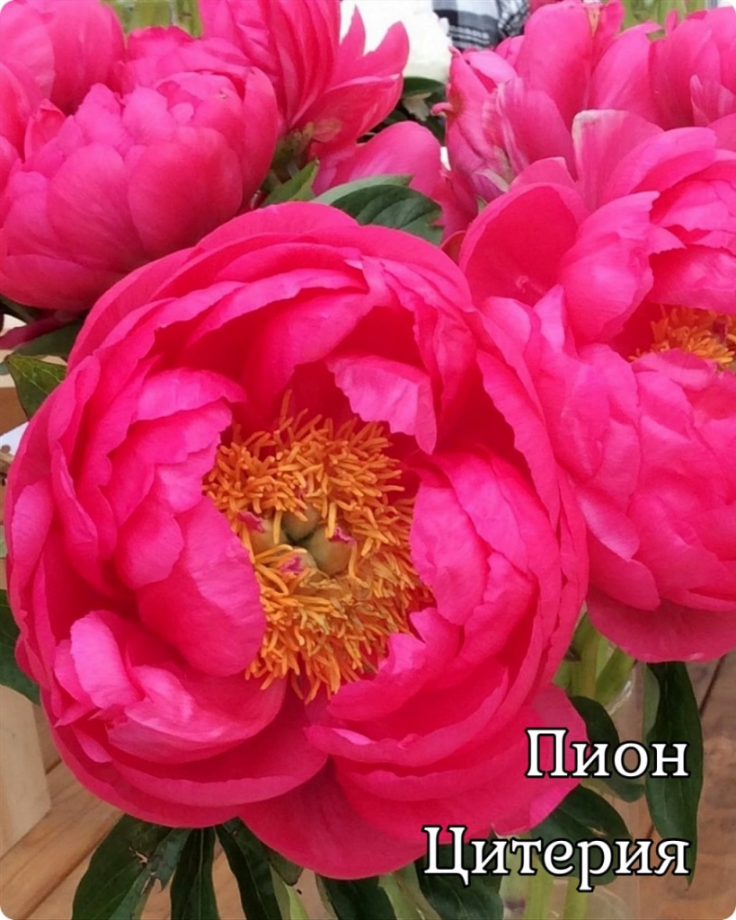 Пион Цитерия