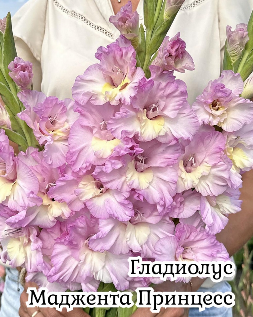 Гладиолус Маджента Принцесс