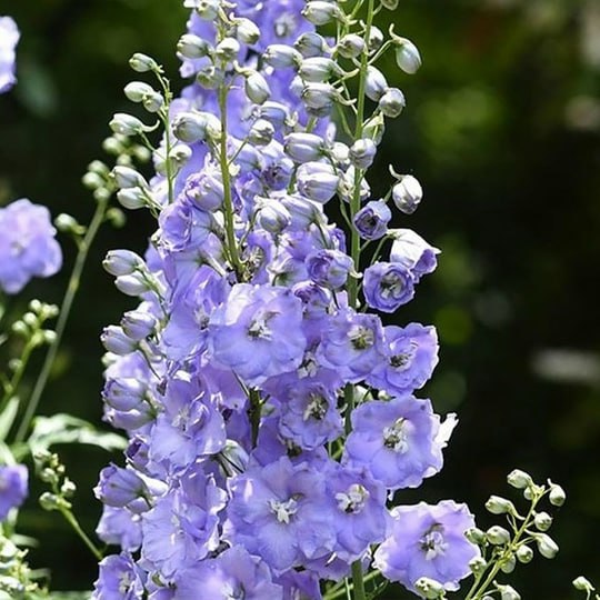 Дельфиниум Гиллиан Даллас