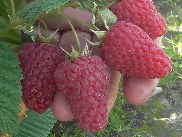  Раннеспелая малина Радзиева