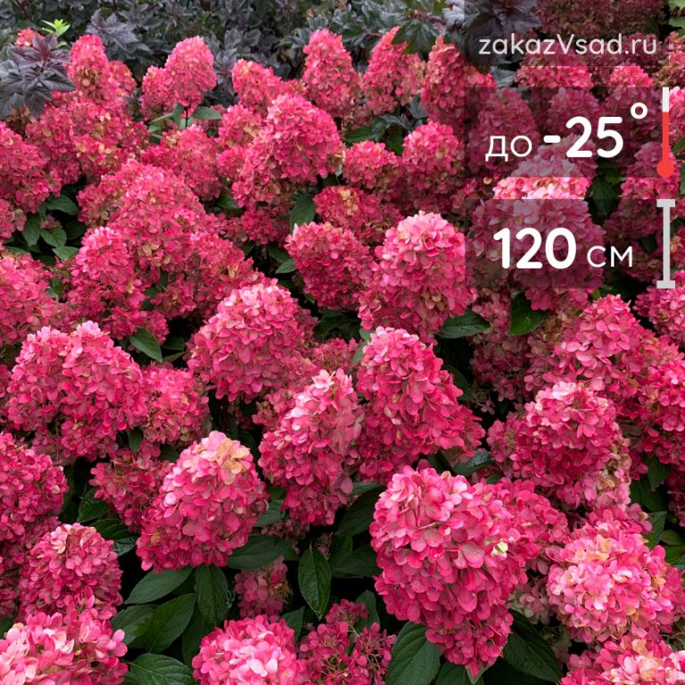 Гортензия метельчатая "Bonfire" (Бонфайр)