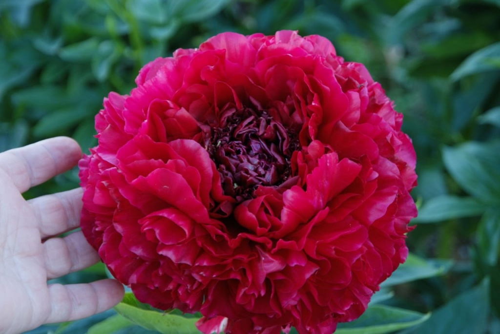 Пион Генри Боксток