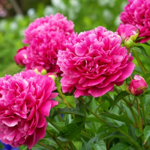 Пион Лондон