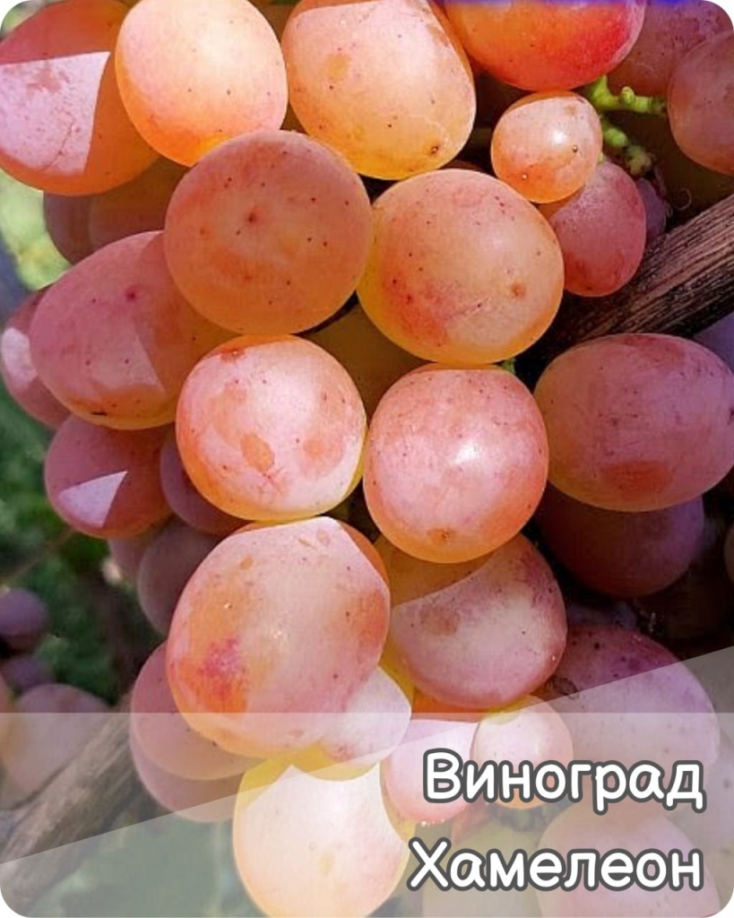 Виноград Хамелеон