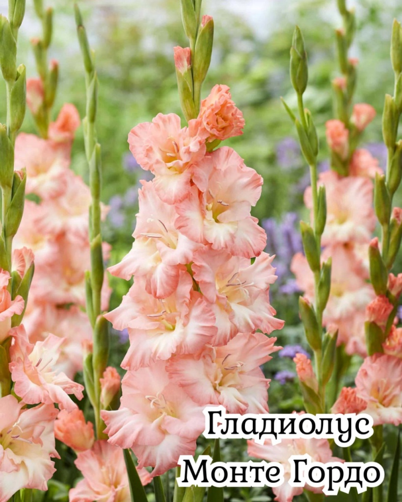 Гладиолус Монте Гордо