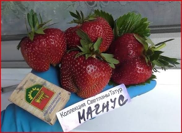 Клубника поздняя Магнус