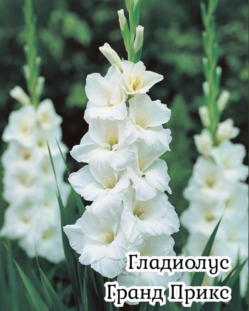 Гладиолус Гранд Прикс