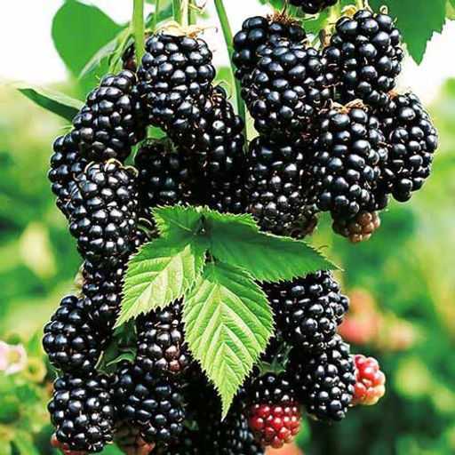 Ежевика Небеса Могут Подождать