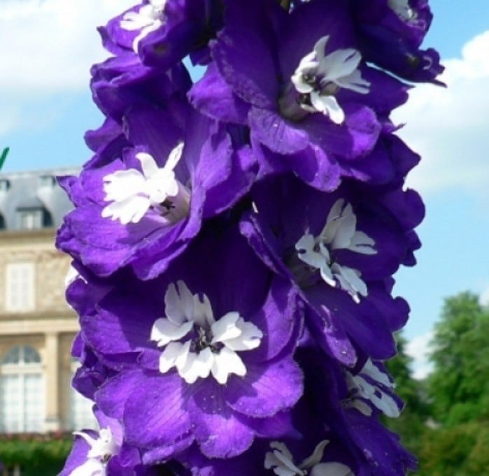 Дельфиниум Дарк Блю Уайт Би