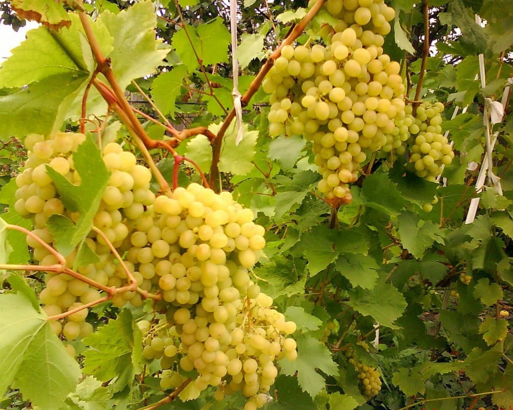 Виноград Алешенькин