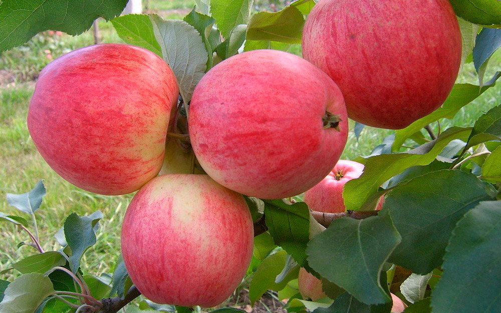 Саженцы яблони «Мечта»