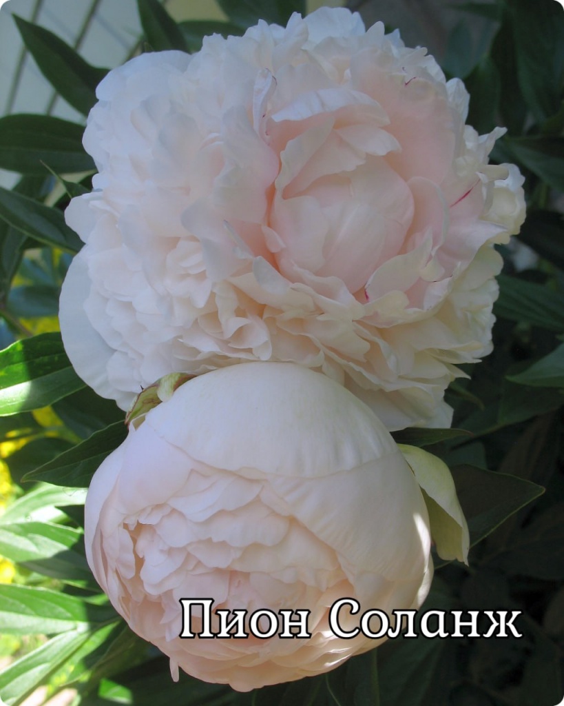 Пион Соланж