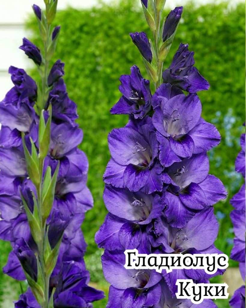 Гладиолус Куки