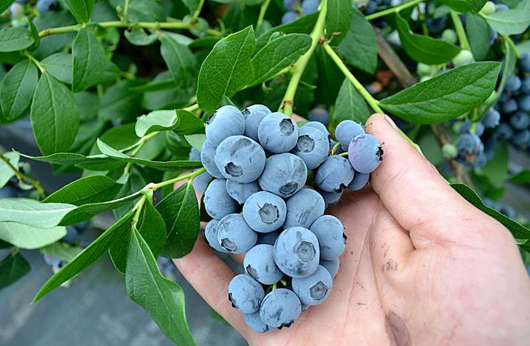 Голубика Денис Блю