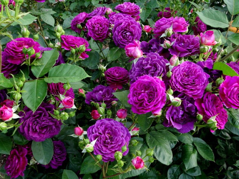 Роза флорибунда Эбб Тайд