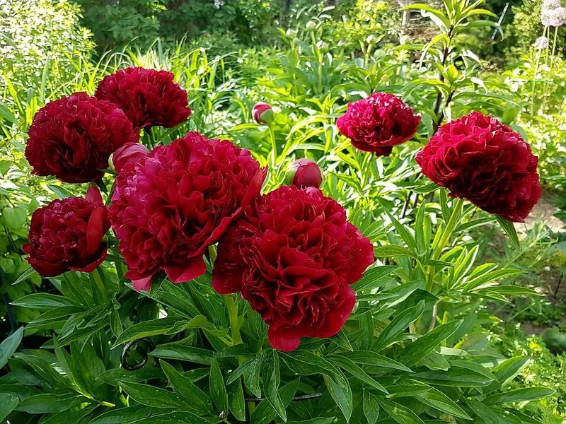 Пион Ред Меджик