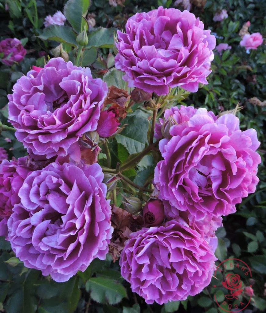 Роза флорибунда Минерва