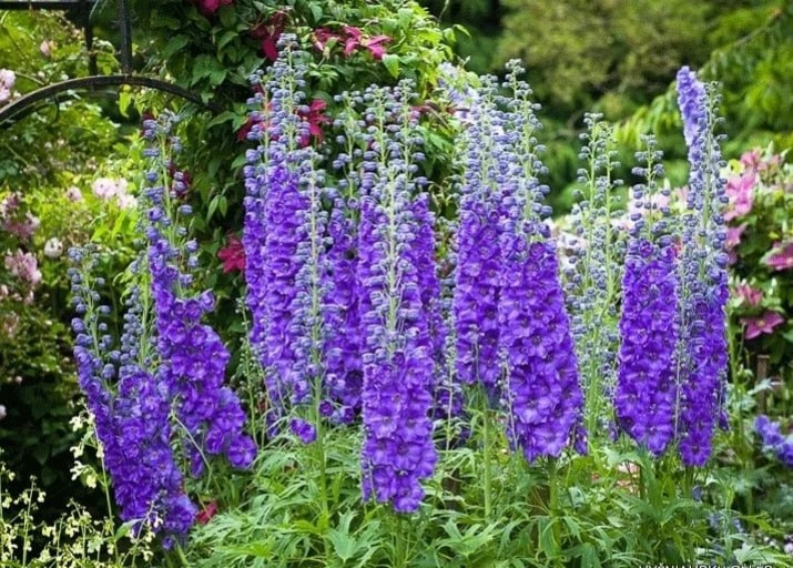 Дельфиниум Майти Атом