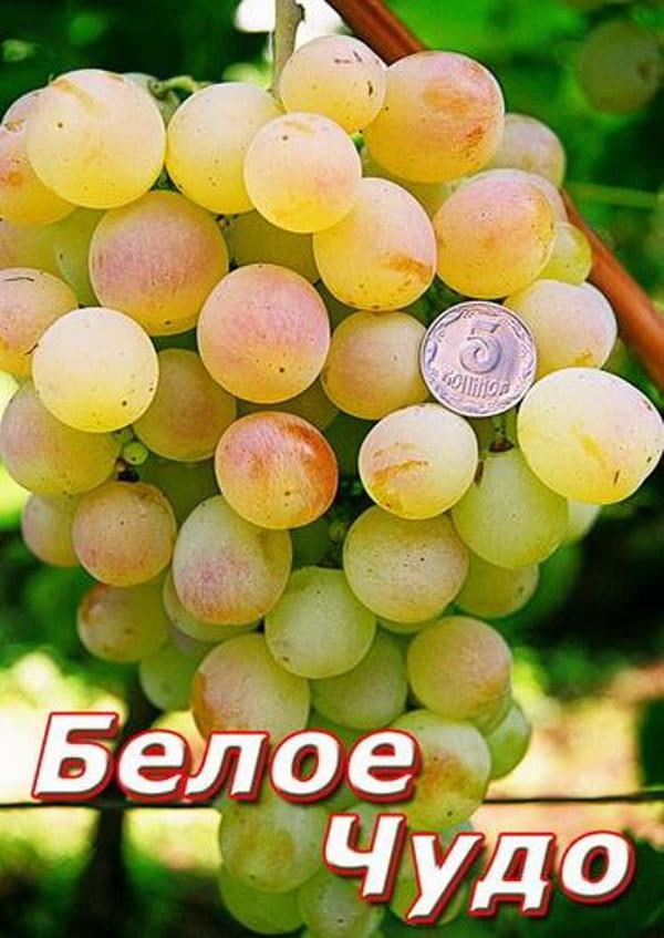 Виноград Белое чудо